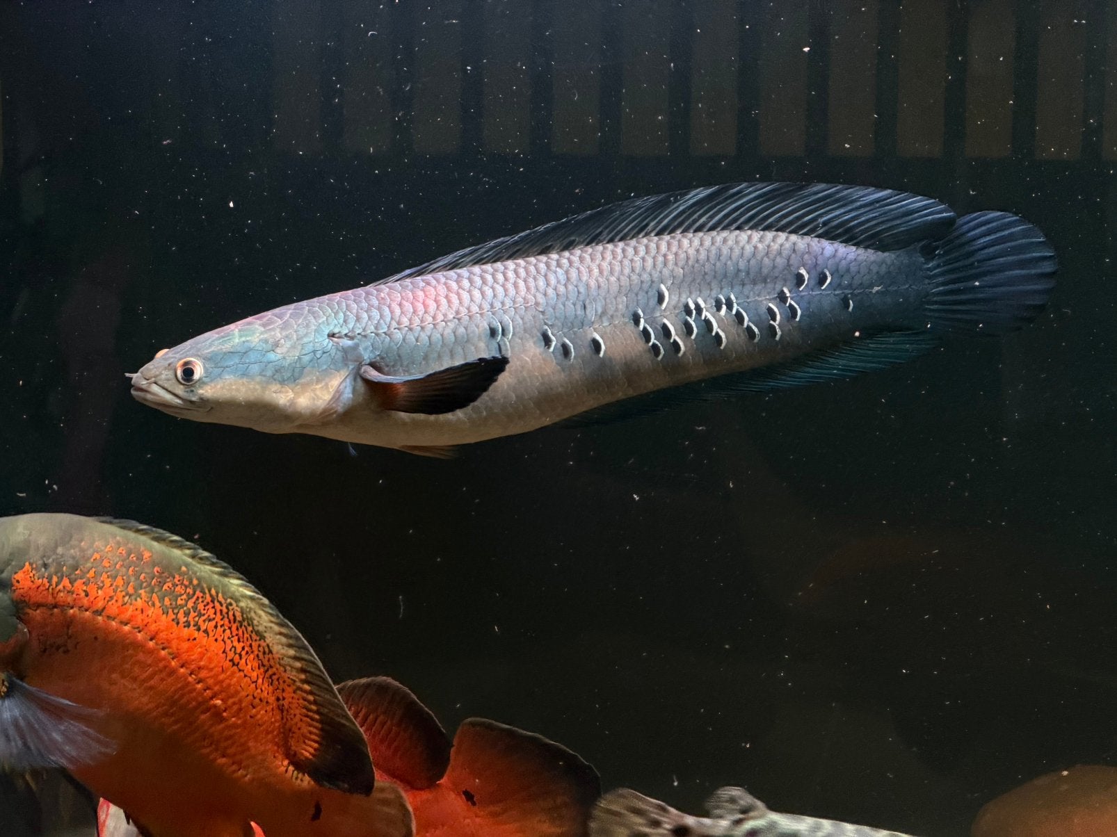 Channa snakehead slangenkop vis, Vis