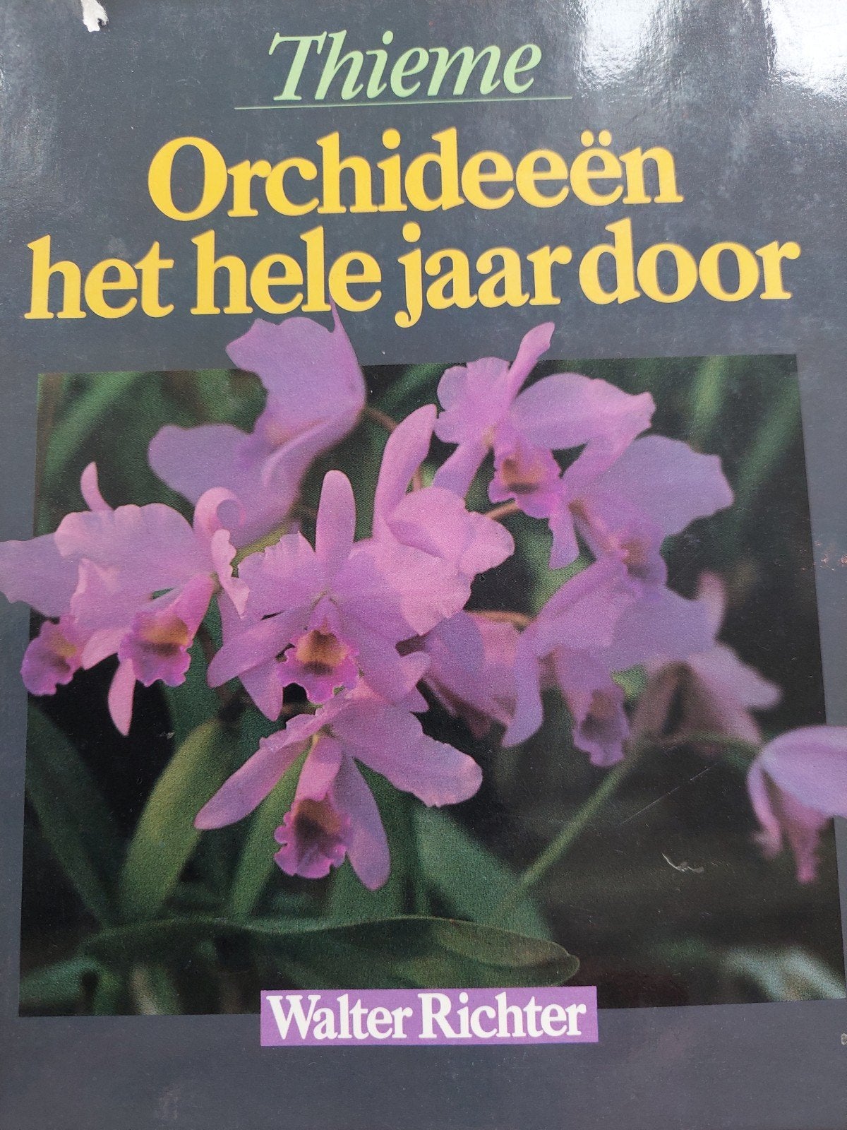 Thieme Orchideeën het hele jaar door - Walter Richter, Ophalen of Verzenden, Gelezen, Bloemen, Planten en Bomen, Walter Richter