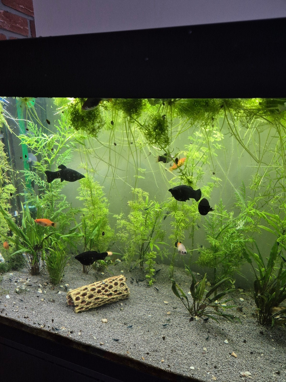 Black mollies and platies, Vis