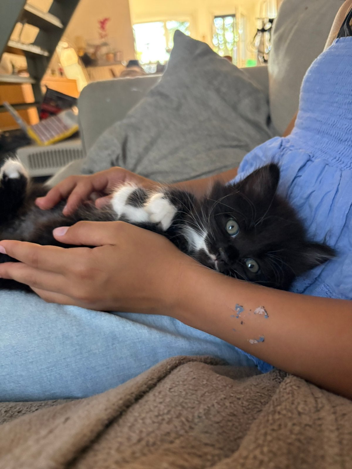 Halve Britse korthaar kittens, Poes, Langharig, 0 tot 2 jaar