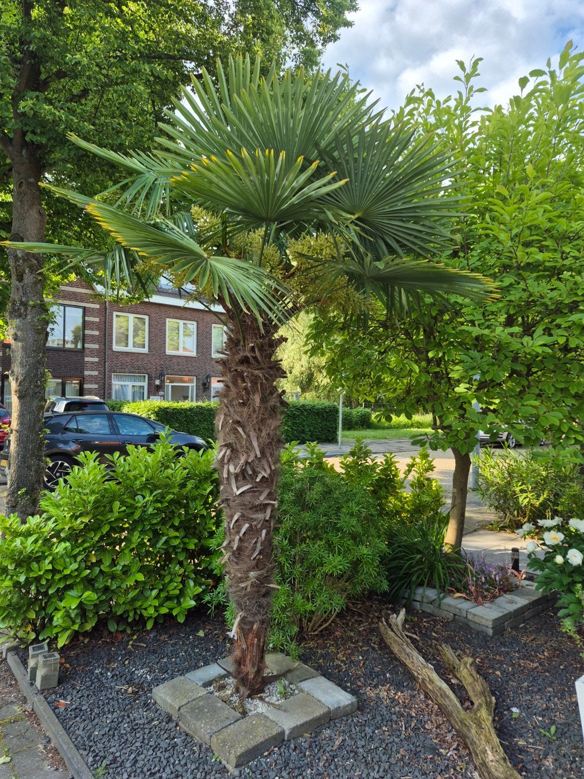 Palmboom, Volle zon, Ophalen of Verzenden, 100 tot 250 cm, Zomer
