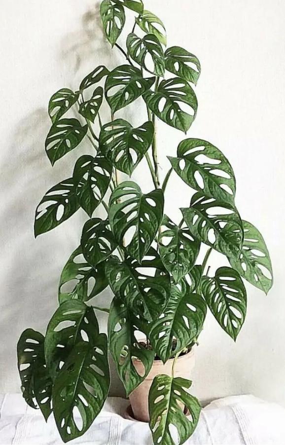 monstera adonsonii bladstekken, Huis en Inrichting, Kamerplanten, Ophalen of Verzenden, Halfschaduw, Minder dan 100 cm