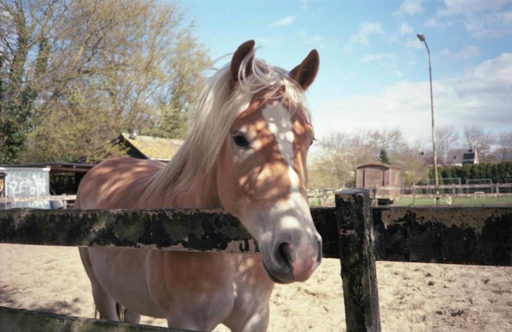 Vrolijke en super mooie haflinger ruin, Dieren en Toebehoren, Pony's, Met stamboom, Ruin, 3 tot 6 jaar, Onbeleerd