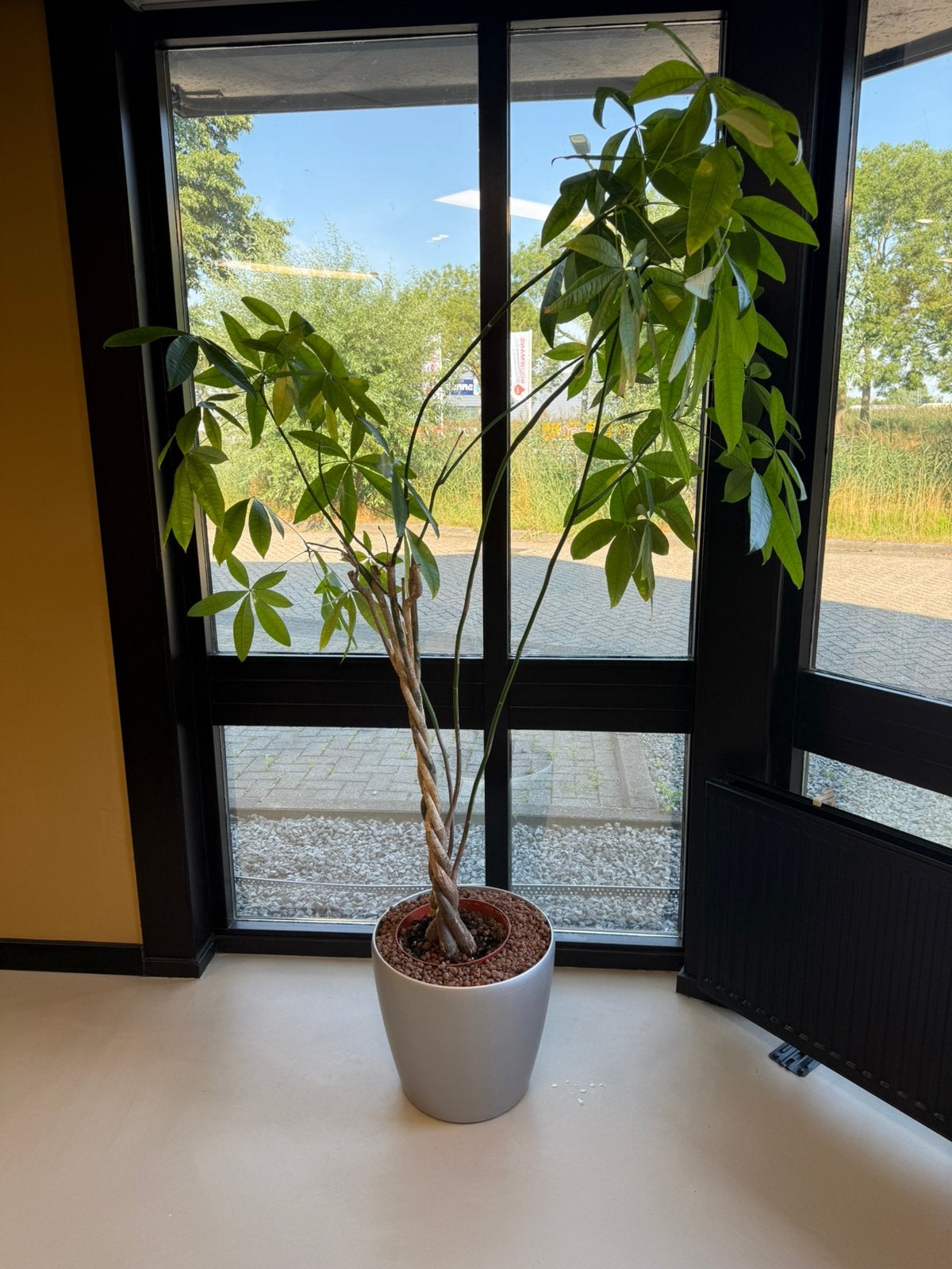 Grote kamerplant ca. 2 meter hoog incl. pot, Huis en Inrichting, Kamerplanten, Ophalen, Halfschaduw, Minder dan 100 cm