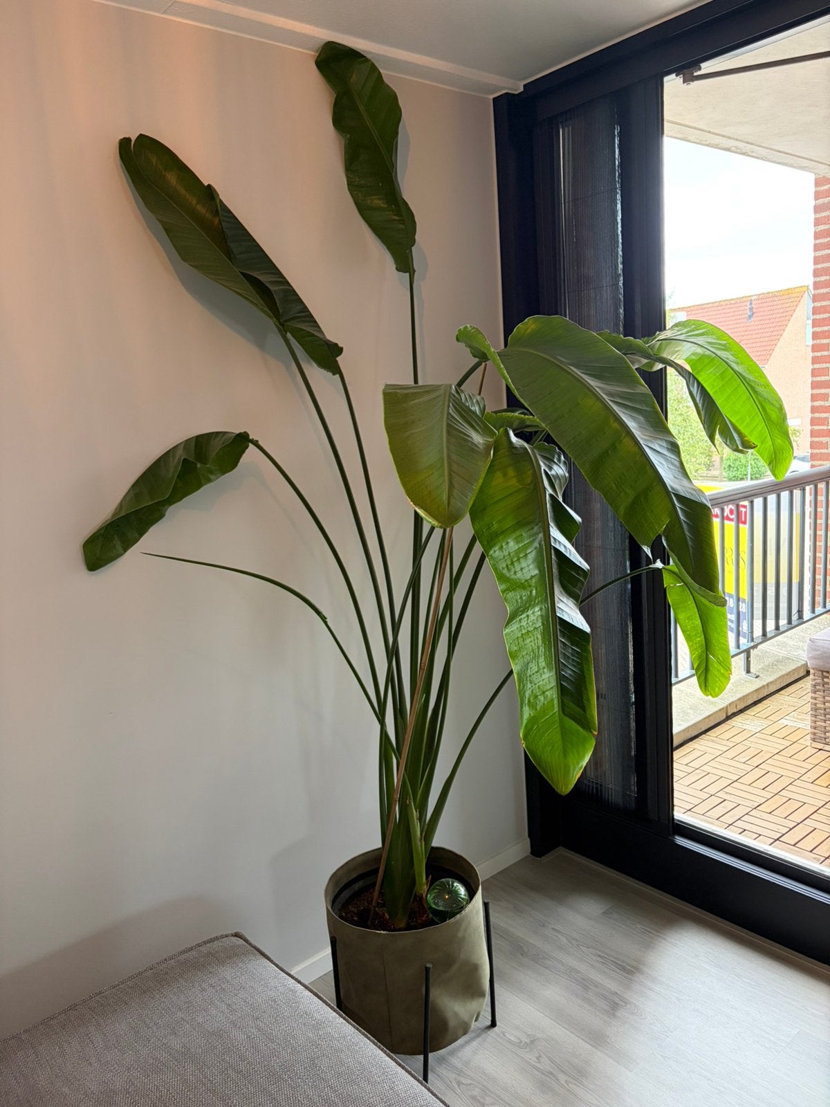 Stralitzia plant, Ophalen, 200 cm of meer, Overige soorten, Halfschaduw