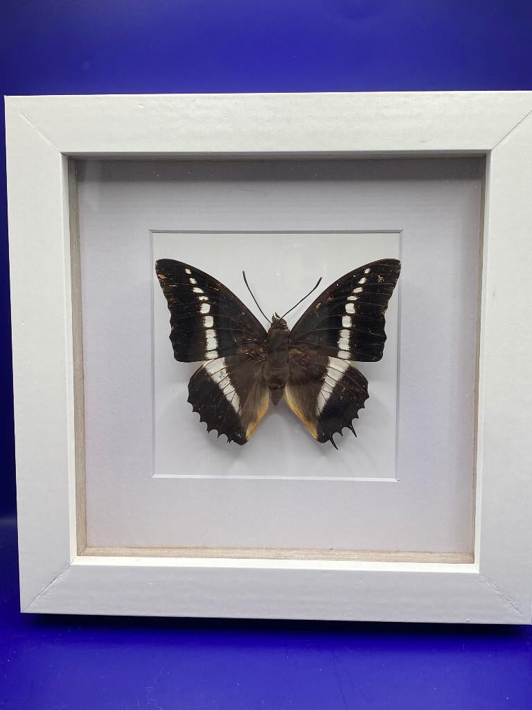 Charaxes Tiridades, Ophalen of Verzenden, Nieuw, Insect, Opgezet dier