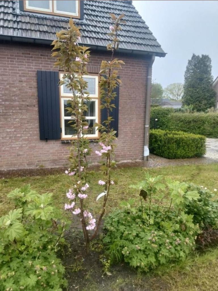 Prunus Kanzan (japanse sierkers), Ophalen, Halfschaduw, Overige soorten, Lente