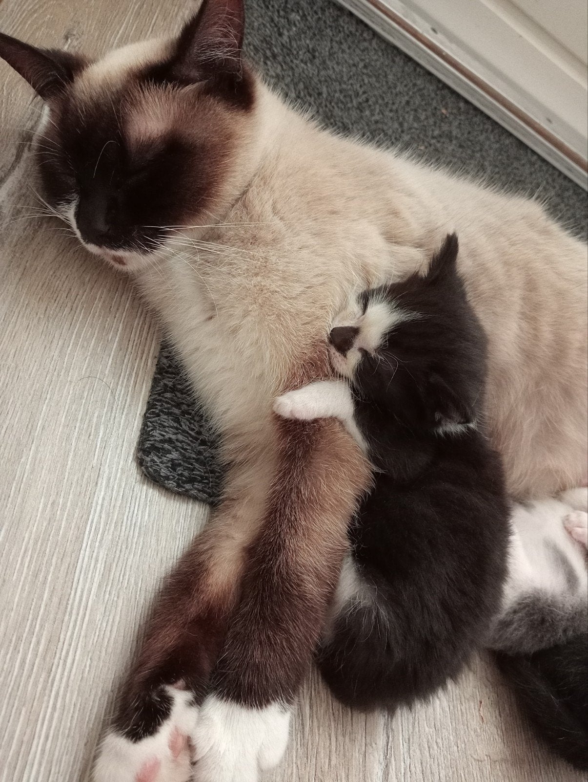 Foto 16 van z.s.m. weg nog 1. Leuke unieke kittens vn Siamese moederpoes