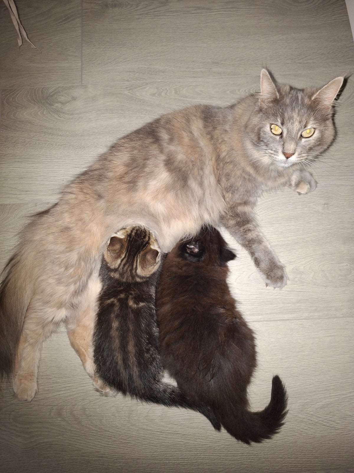 Kittens half Maine Coon, Dieren en Toebehoren, Katten en Kittens | Raskatten | Langhaar, Meerdere dieren, Ontwormd