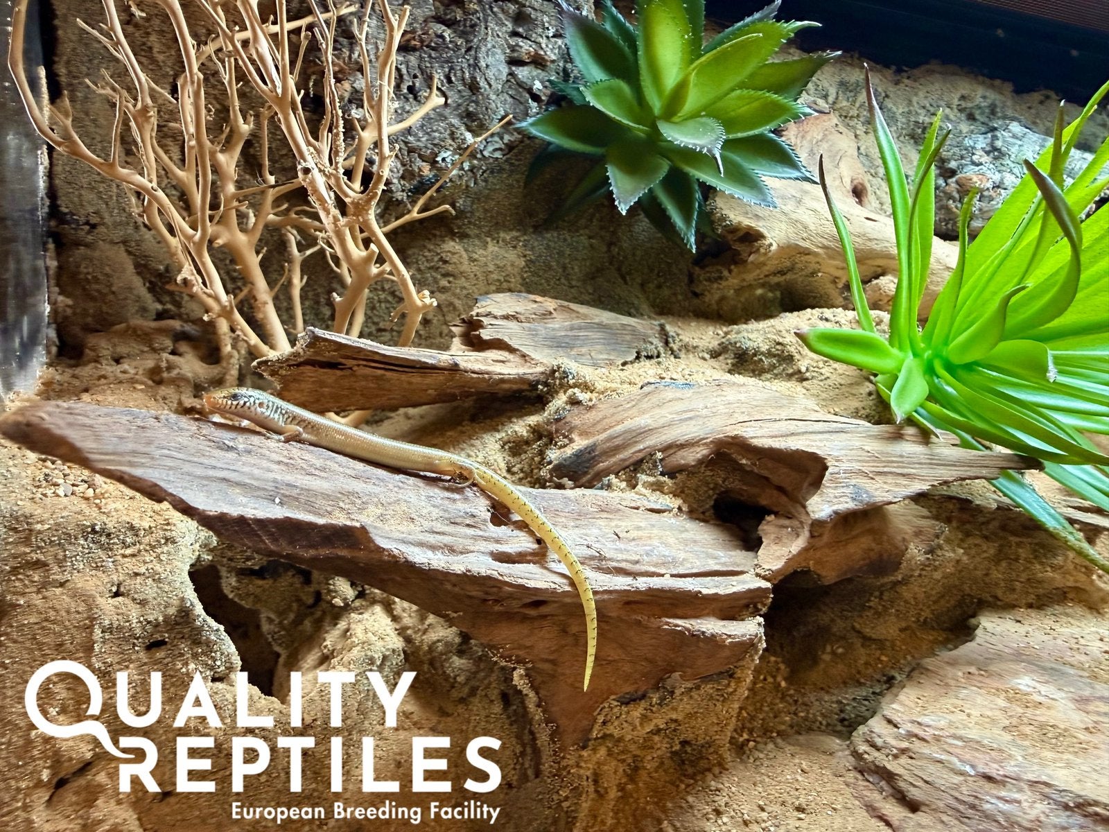 Parelskinken (Chalcides ocellatus) met of zonder terrarium, Hagedis, Tam, 0 tot 2 jaar