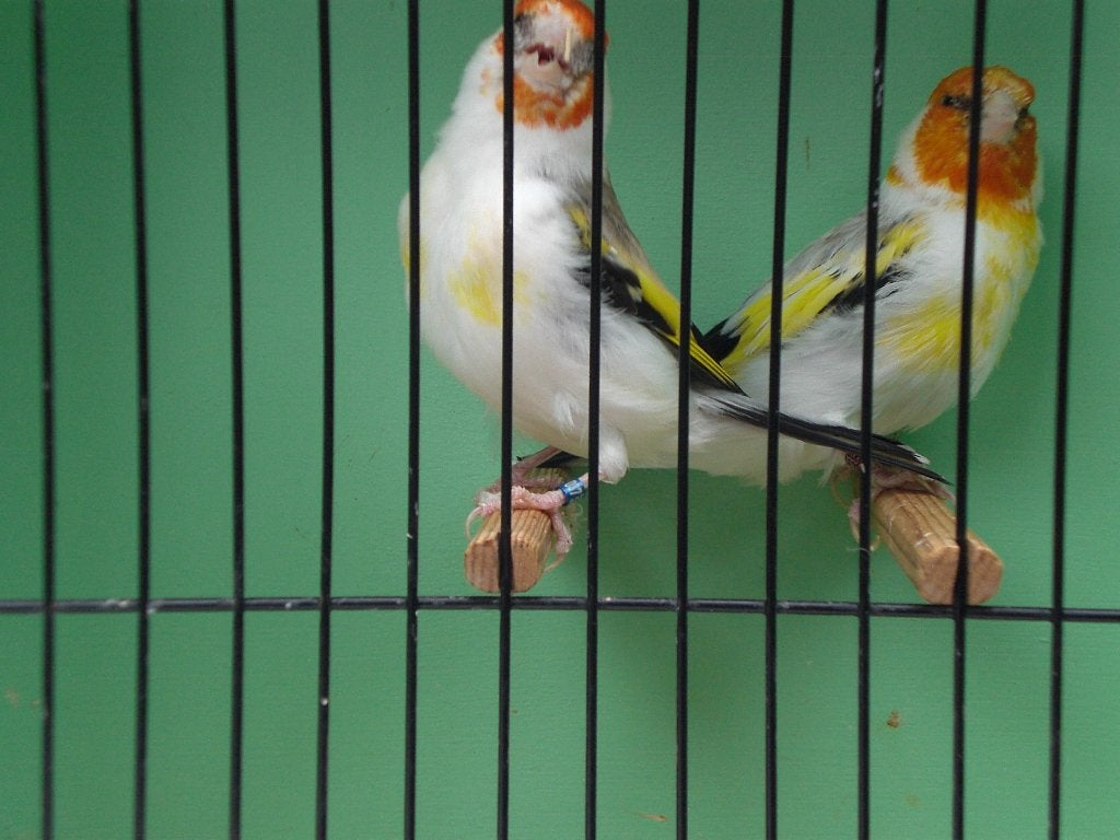 witkopopaal putters, Dieren en Toebehoren, Vogels | Overige Vogels, Meerdere dieren, Wildzangvogel, Geringd