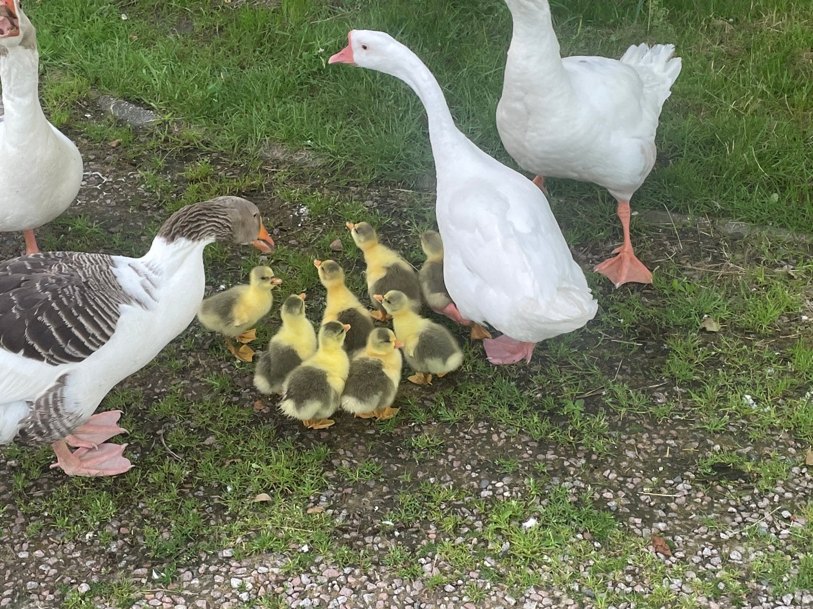 Ganzen, Dieren en Toebehoren, Pluimvee, Meerdere dieren, Gans of Zwaan