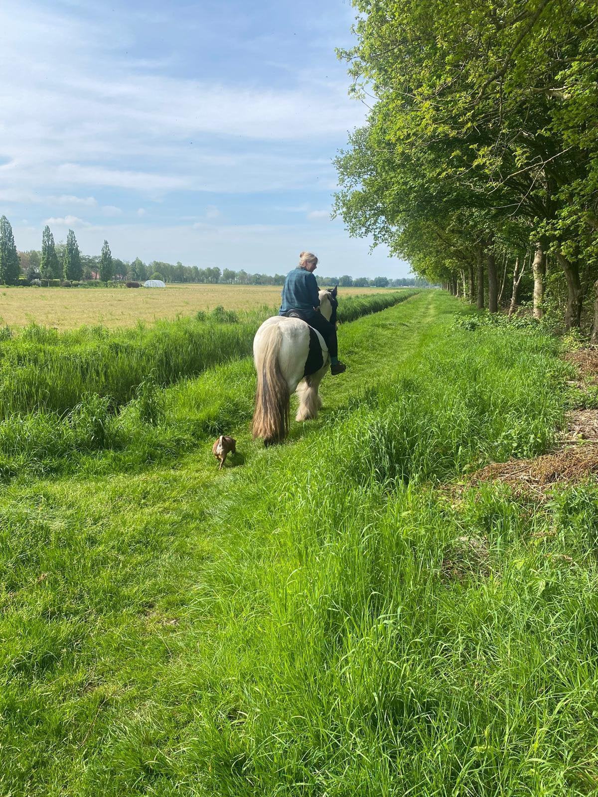 Tinker, Merrie, Minder dan 160 cm, Met stamboom, Niet van toepassing