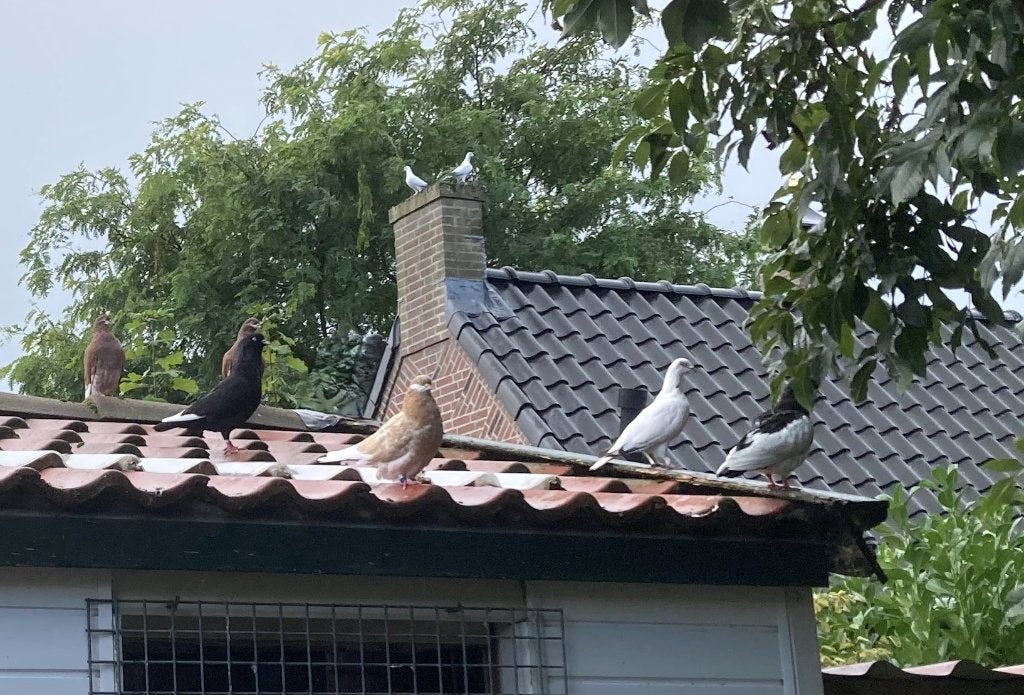 A'damse baardtuimelaars - in kleur geel - Sierduiven, Dieren en Toebehoren, Meerdere dieren, Tuimelaar of Roller