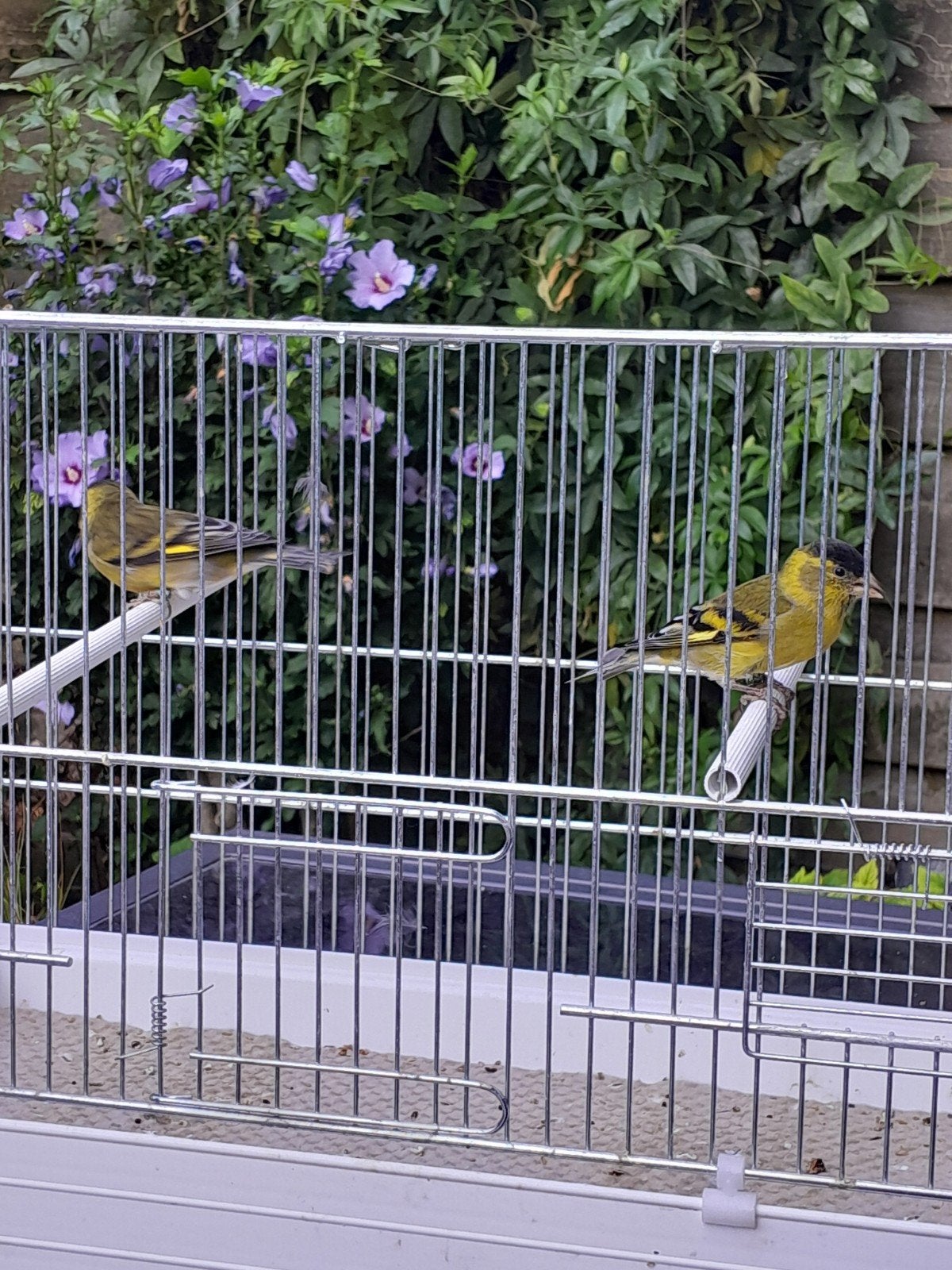 Baardsijzen koppel of mannen, Dieren en Toebehoren, Meerdere dieren, Tropenvogel, Geringd