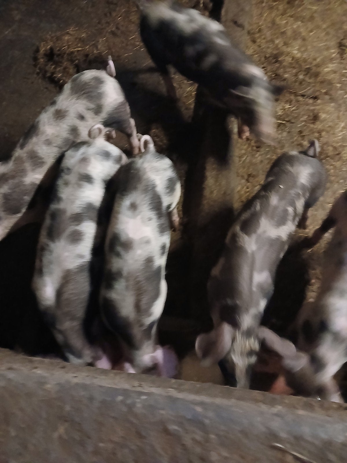 Te koop mooie bonte scharrel biggen pietrain x bonte benth, Dieren en Toebehoren, Schapen, Geiten en Varkens, Meerdere dieren