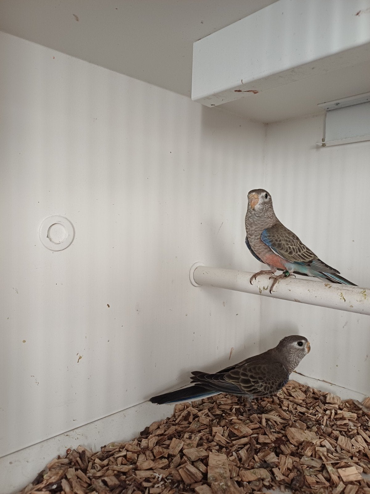 koppel bourks parkieten, Dieren en Toebehoren, Meerdere dieren, Parkiet, Geringd