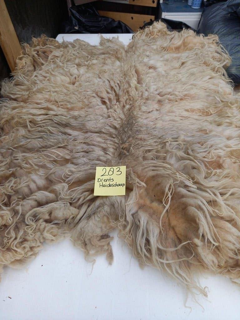 nr 283 Geschoren vacht van een Drents Heideschaap, Ophalen of Verzenden, Gebruikt