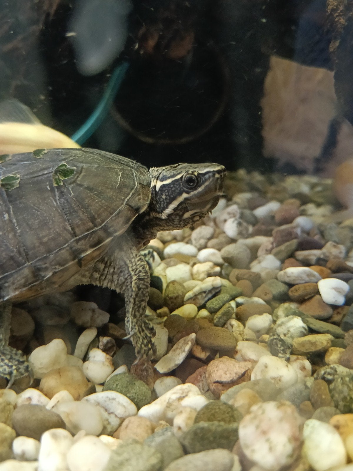 Muskus schildpad + Aquarium + vissen, Vis, Zoetwatervis, Schoolvis