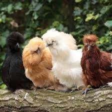 Zijdehoen kippen in verschillende kleuren., Vrouwelijk, Kip