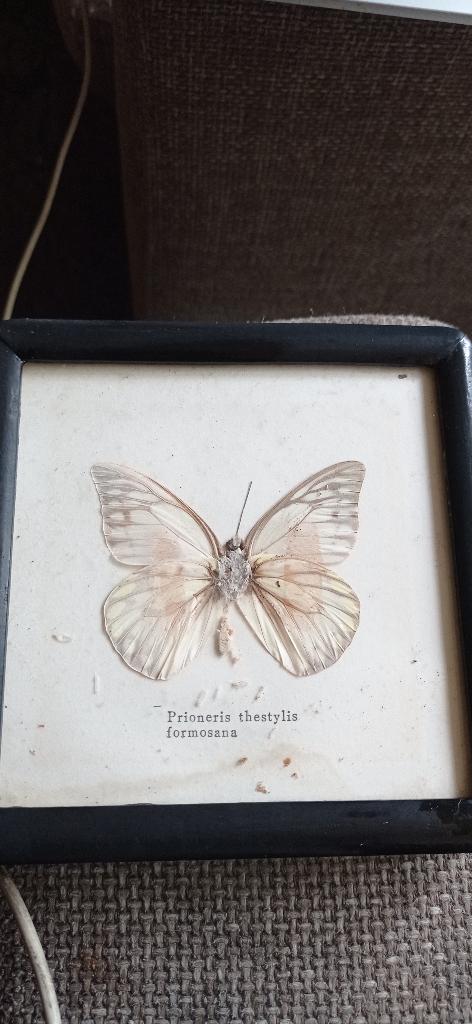 Vlinder Prinoneris thestylis formosana., Ophalen of Verzenden, Gebruikt, Insect, Opgezet dier