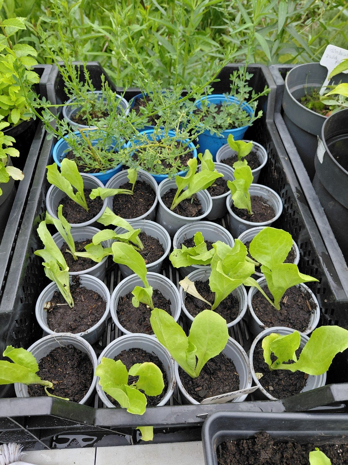 Andijvieplantjes te koop, slechts 0.25 per stuk!, Ophalen, Eenjarig, Groenteplanten, Volle zon