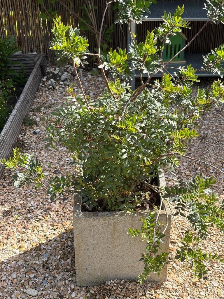 Amandelstruik 100 cm hoog incl pot winterhard, Ophalen, Overige soorten, Halfschaduw