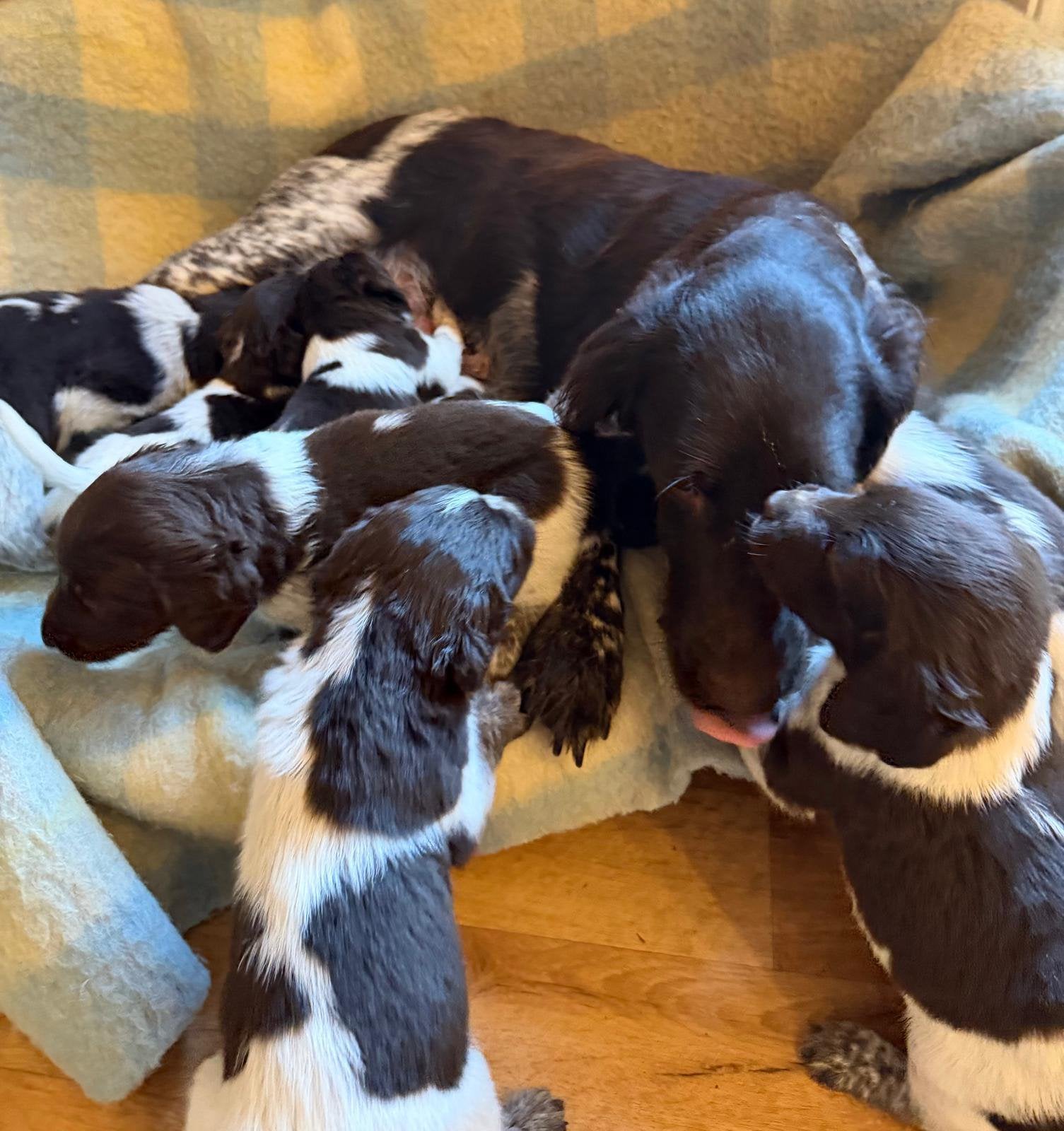 Heidewachtel pups, Overige rassen, 8 tot 15 weken, CDV (hondenziekte), Meerdere