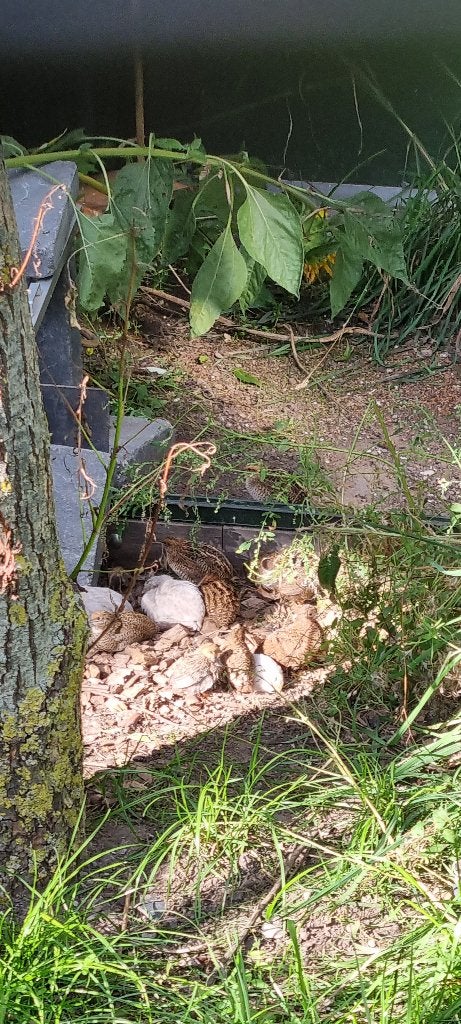 Chinese kwartels  natuurbroed, Meerdere dieren, Tropenvogel