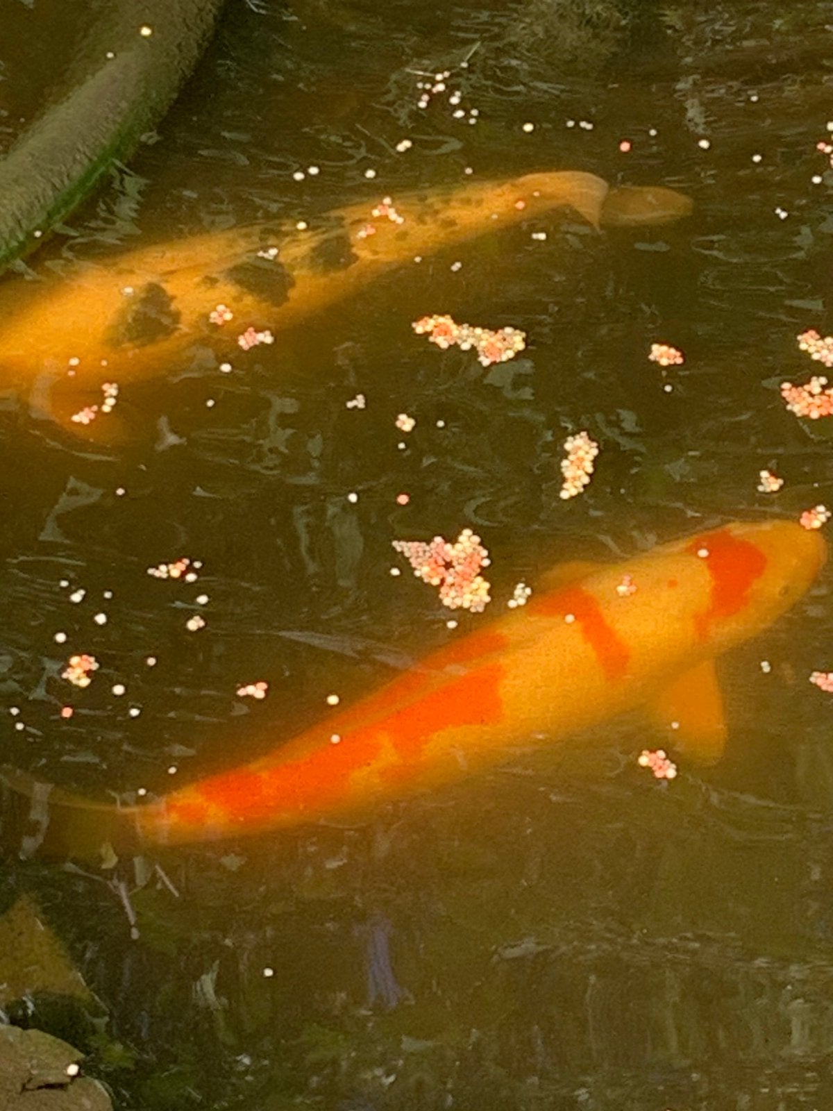 Koi karpers aangeboden ivm opruimen vijver, Dieren en Toebehoren, Karper of Koi