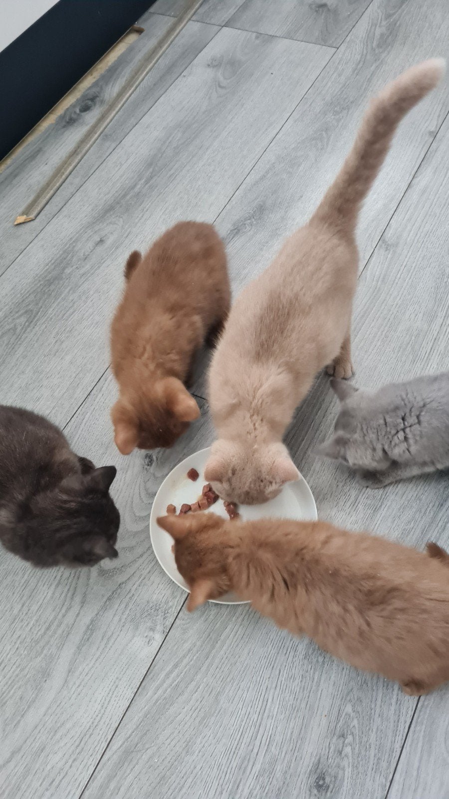 britse korthaar kittens, Dieren en Toebehoren, Katten en Kittens | Raskatten | Korthaar