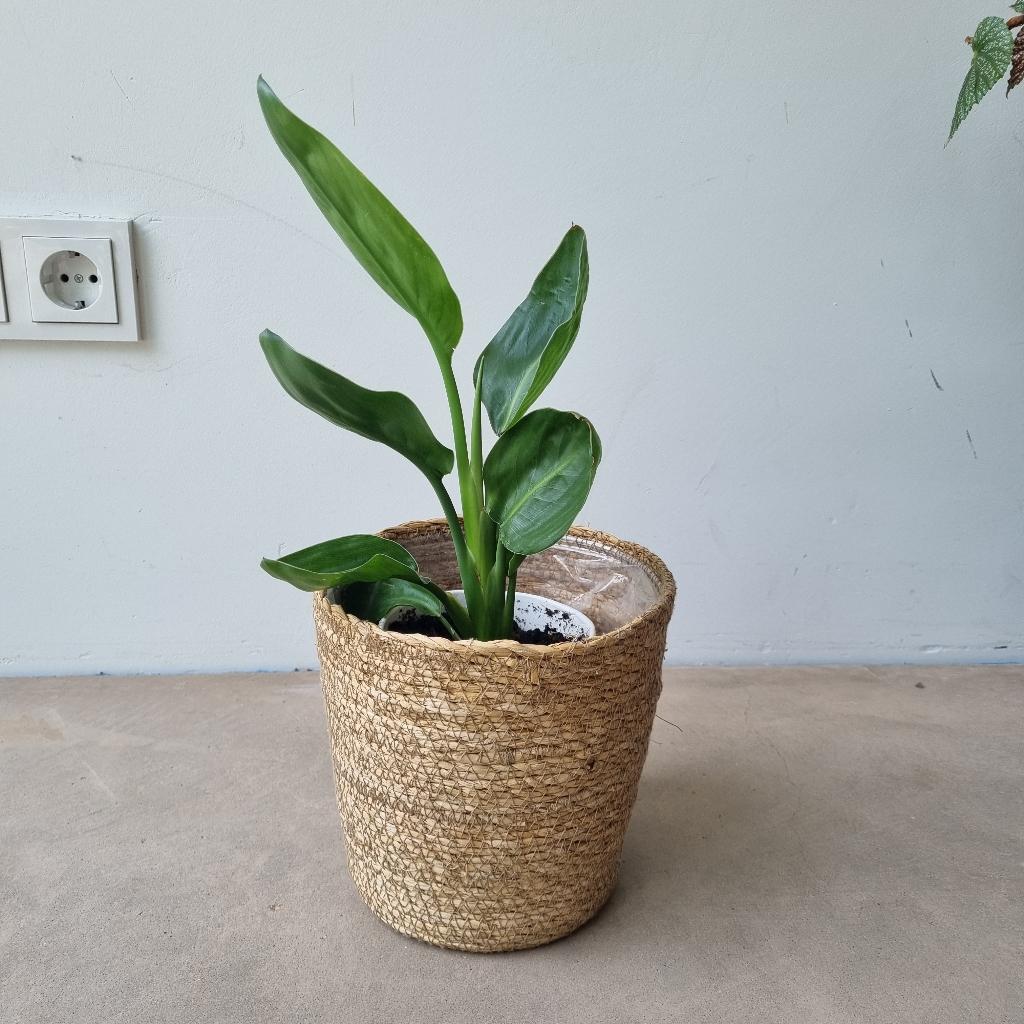 Strelitzia reginae tropische kamerplant paradijsvogelbloem, Huis en Inrichting, Ophalen, Overige soorten, Halfschaduw, Minder dan 100 cm