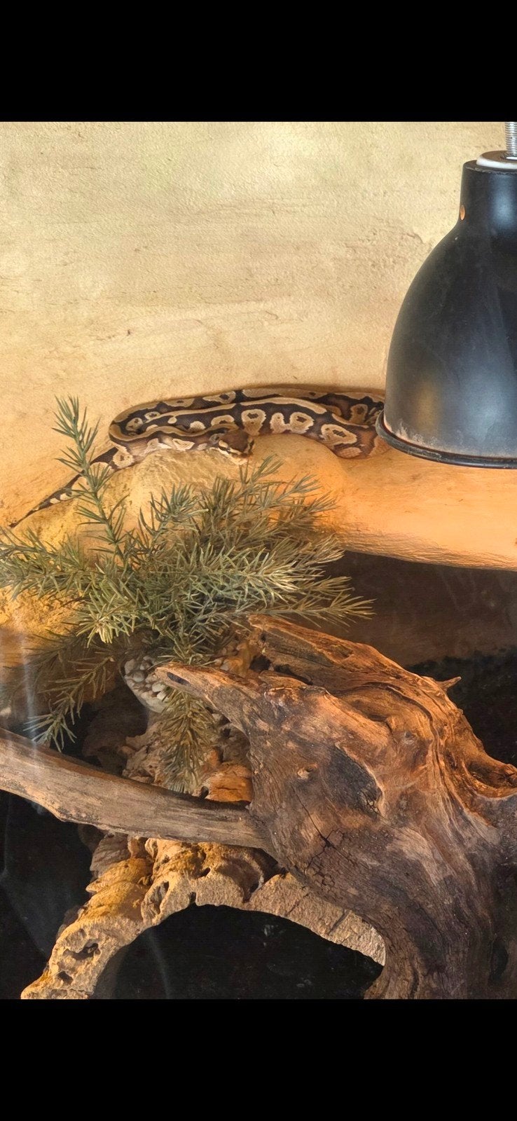 koningspython Ball Python photo 3