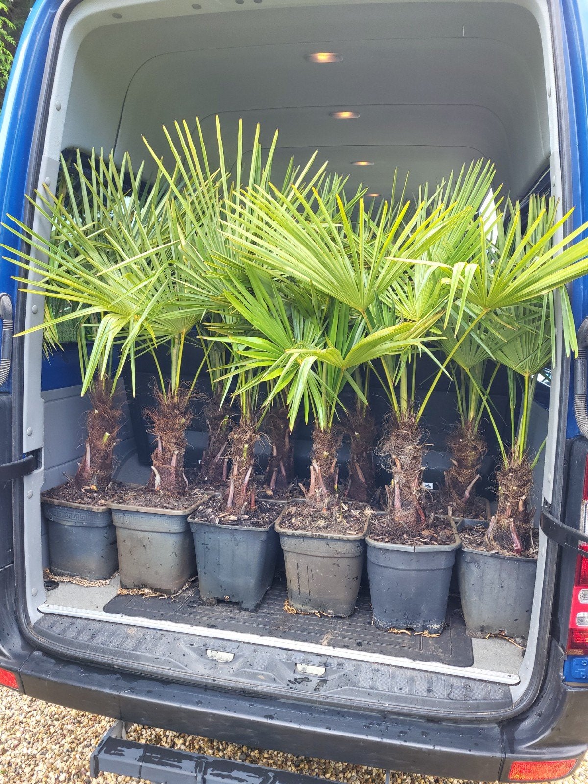 Wij verkoopen trachycarpus fortunei, Tuin en Terras, Planten | Bomen, 100 tot 250 cm, Palmboom, Ophalen, Volle zon