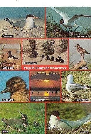 Ansichtkaart 	Noordzee	Vogels	10-luik, Verzenden, 1980 tot heden, Gelopen, Zuid-Holland