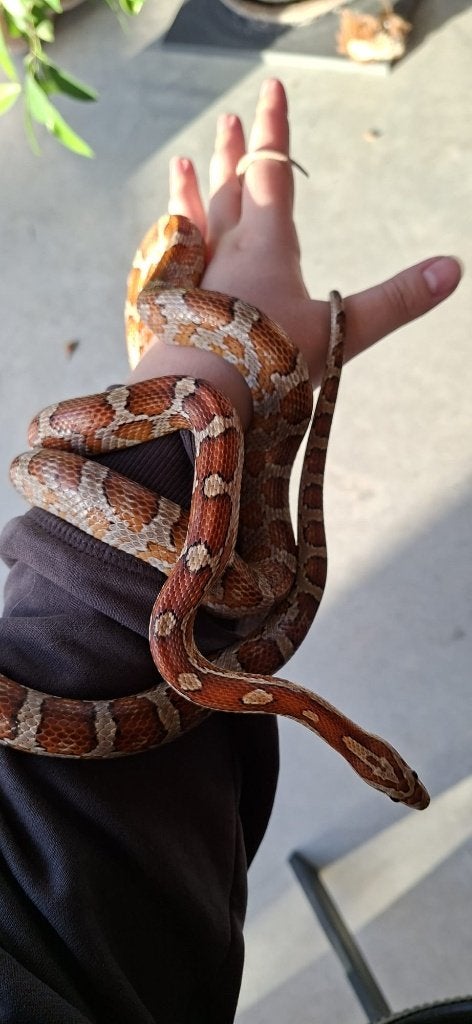 Prachtige Baby Rattenslangen (Met Bloodred-genetica) Rat Snake photo 14