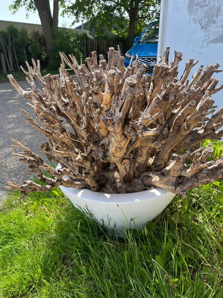 Bolcatalpa stonk in design pot., Ophalen, Zo goed als nieuw, Rond, Hout