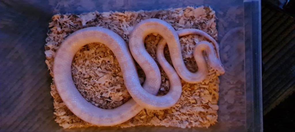 Rattenslangen /terraria zoeken goed huis Rat Snake - female for sale from stephan dijkstra