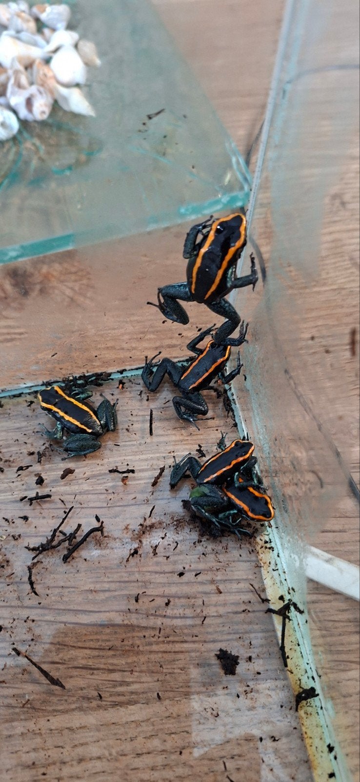 gifkikker phyllobates vittatus groepje 5 stuks, Dieren en Toebehoren, Reptielen en Amfibieën, Amfibie, 0 tot 2 jaar