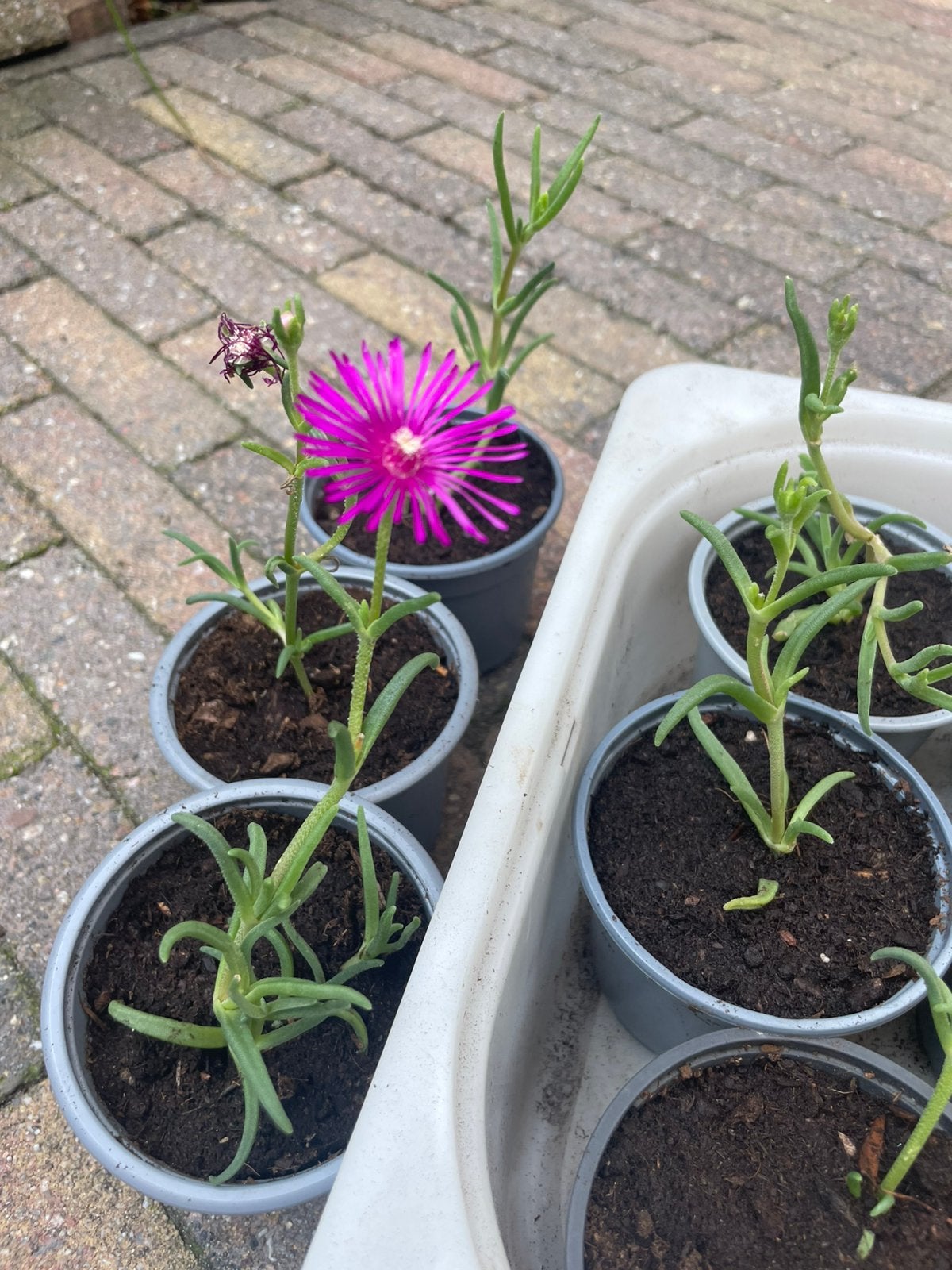 🌸 🐝 Delosperma vetplant roze bloemen rotstuin, Ophalen, Bodembedekkers, Volle zon, Vaste plant