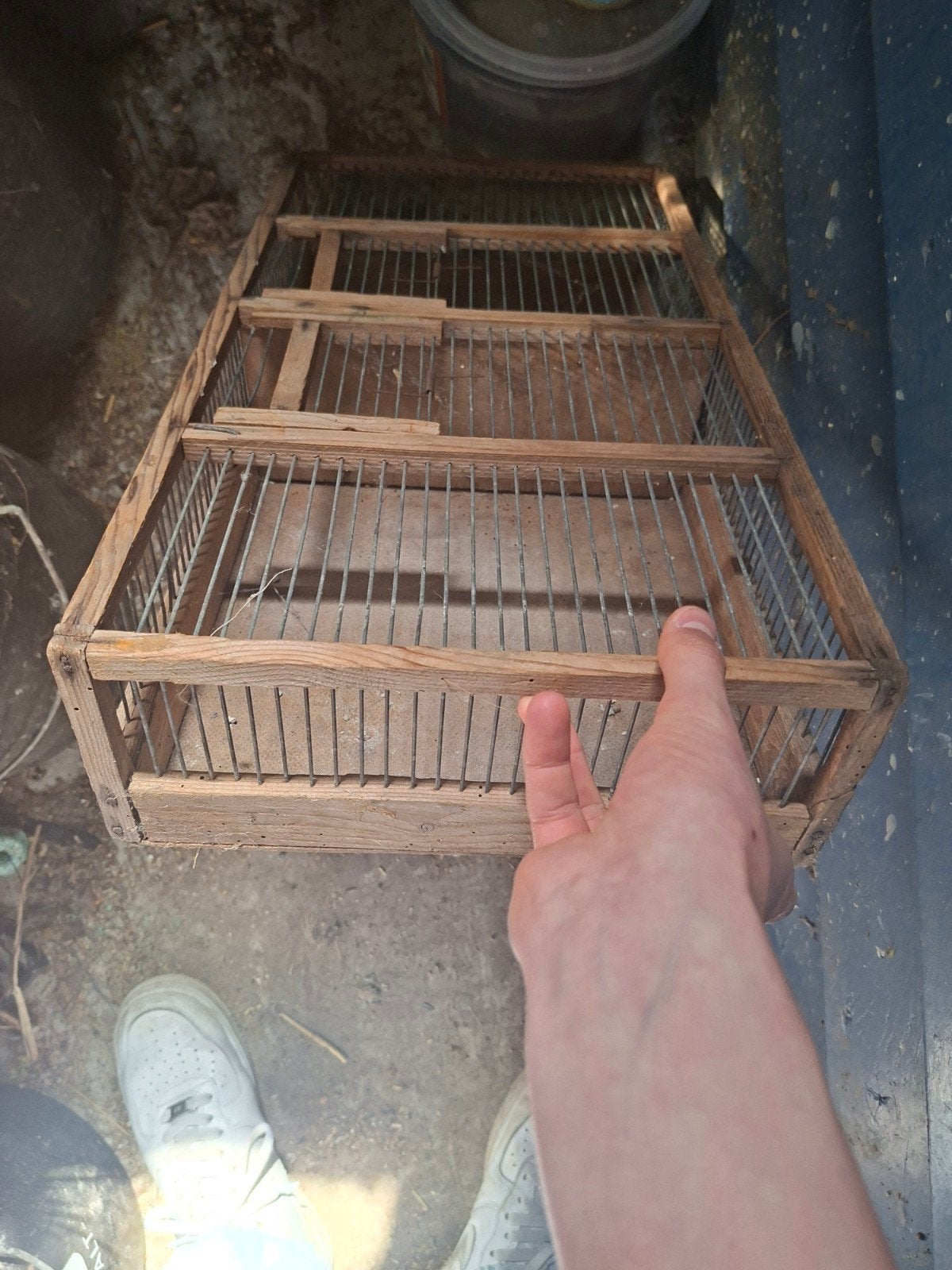 vogeltransport kist, Dieren en Toebehoren, Vogels | Duiven, Mannelijk, Postduif