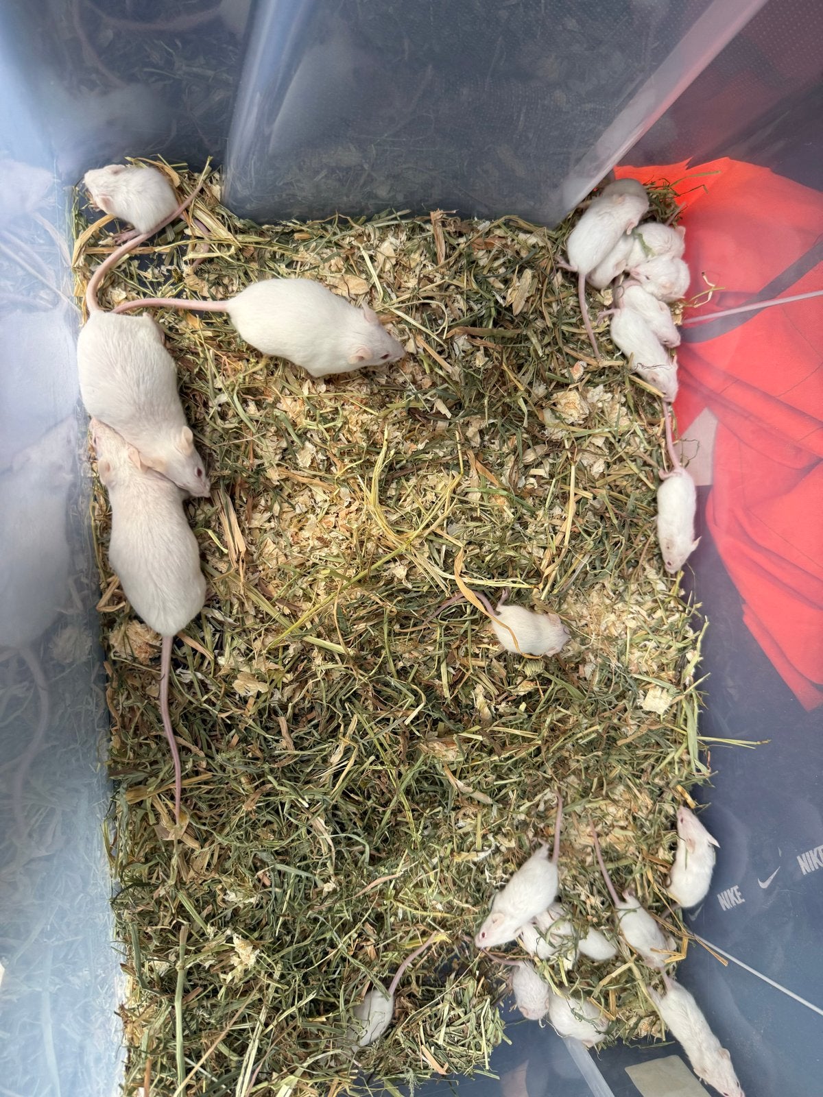hamsters, Hamster, Juni, Geslacht onbekend, Tam