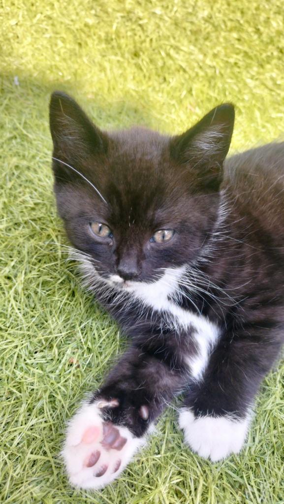 Kittens 4 stuks mogen over een week weg, Kater