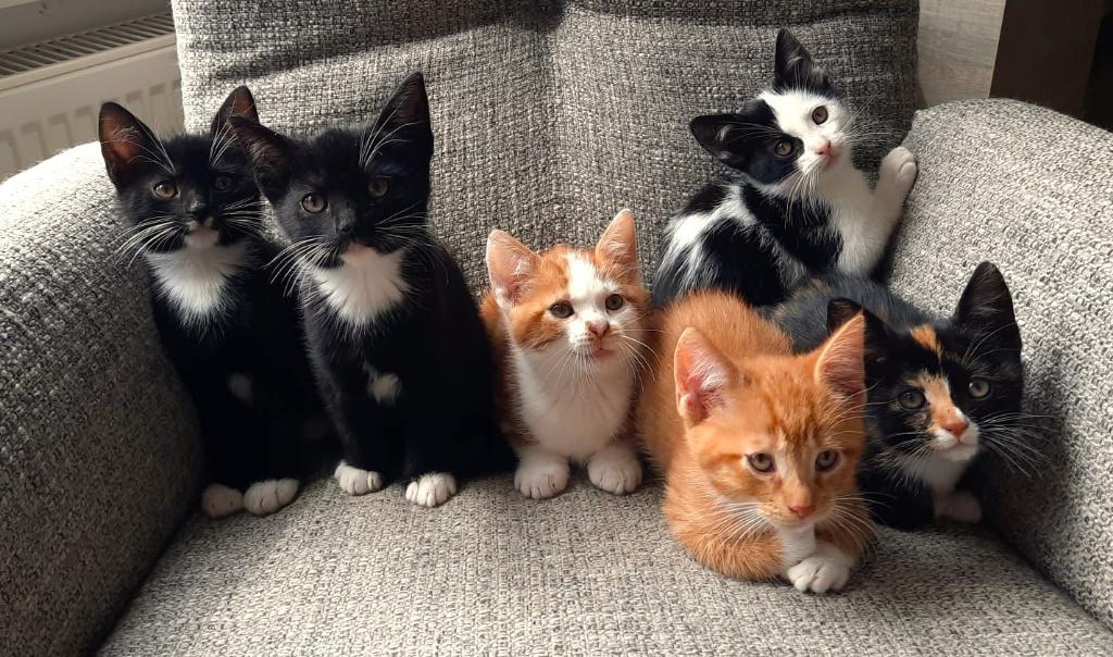 Zes kittens in alle kleuren, Dieren en Toebehoren, Meerdere dieren, Kortharig, 0 tot 2 jaar