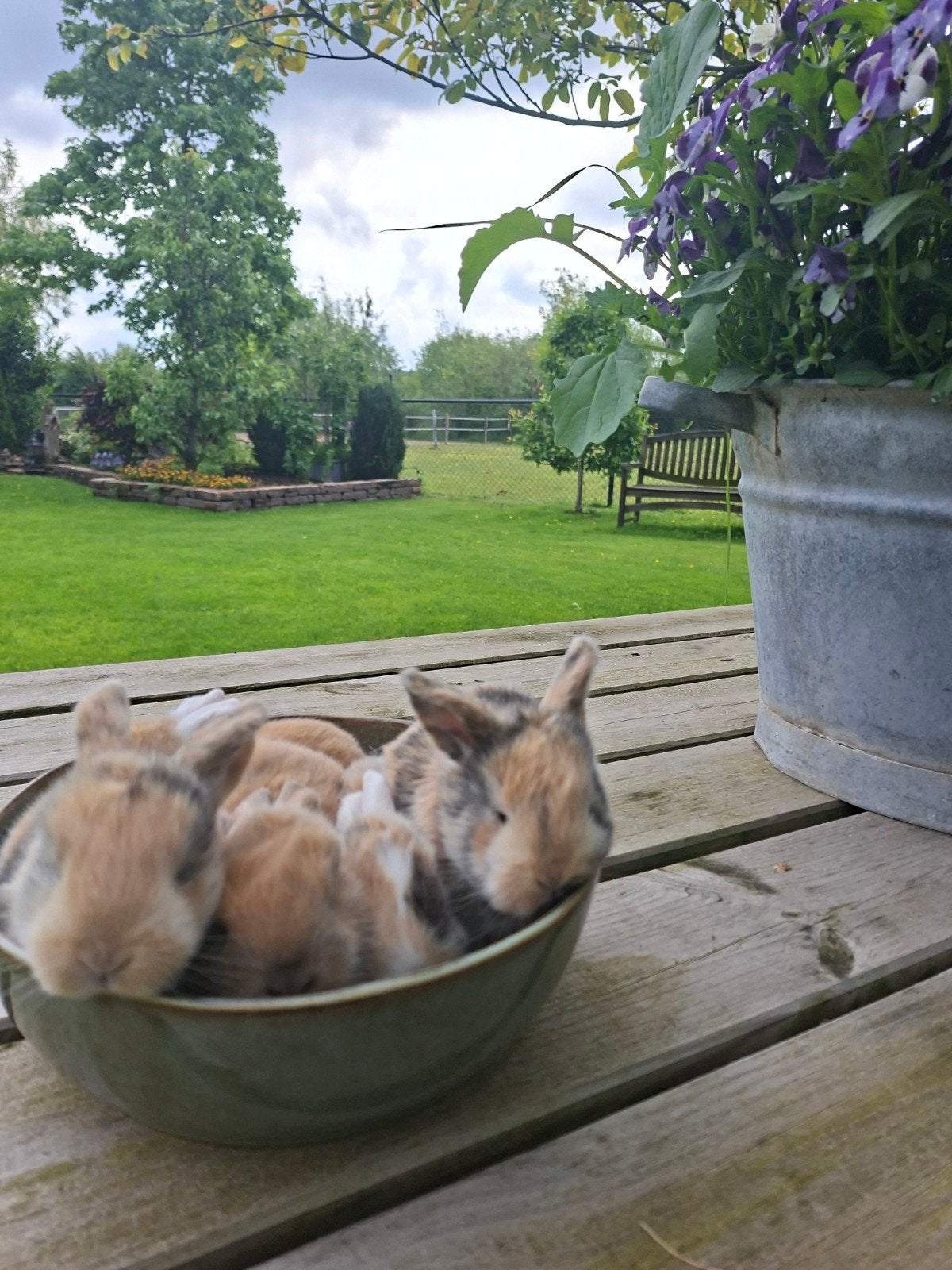Jonge konijnen dwerg hangoor, Dieren en Toebehoren, Konijnen, Geslacht onbekend, Dwerg, Hangoor