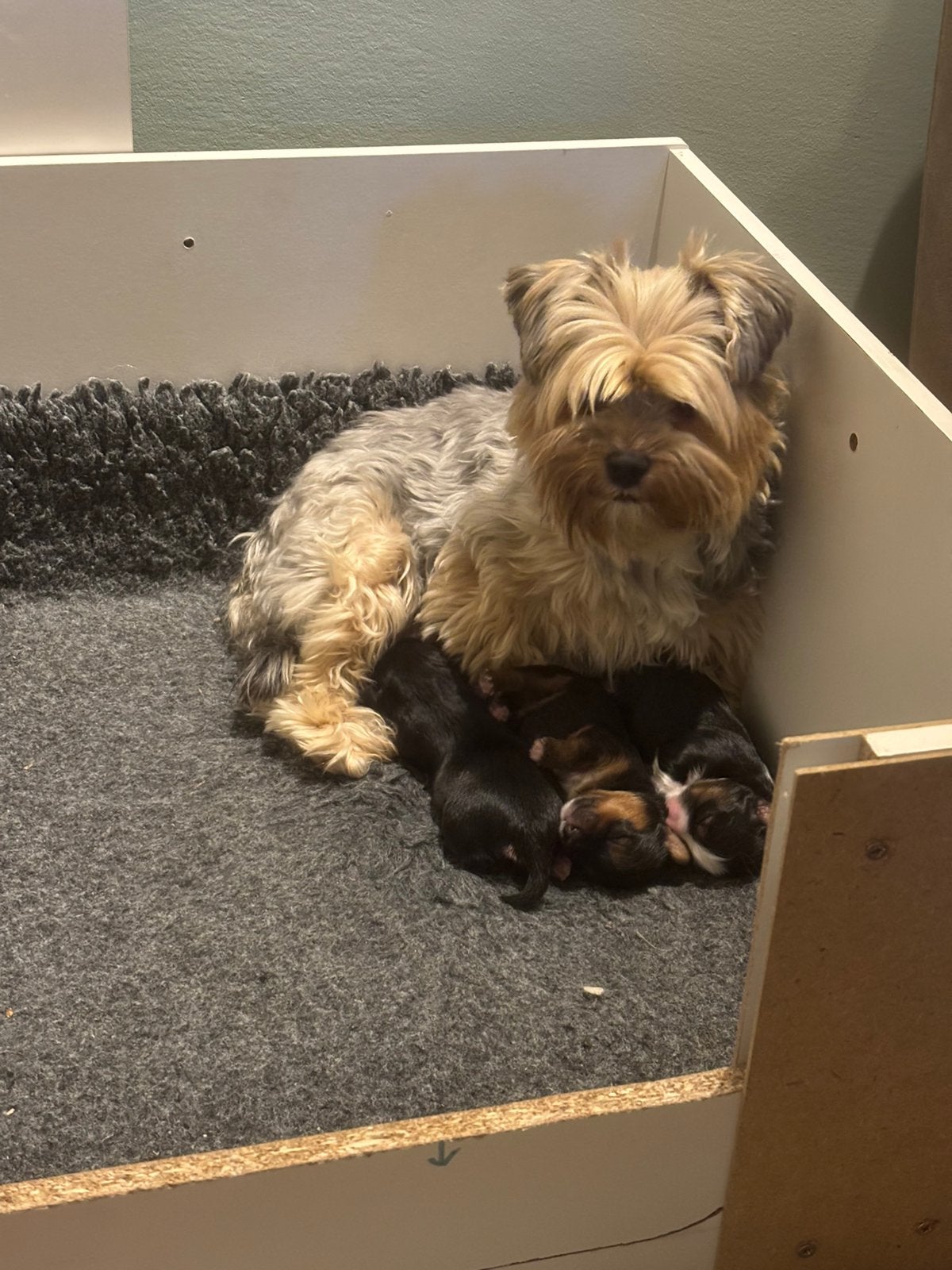 Te koop yorkshire terriër, Yorkshire Terriër, Parvo, 8 tot 15 weken, Meerdere