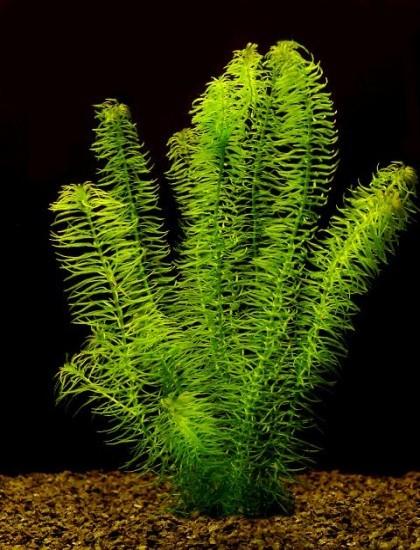 Egeria najas (Braziliaanse waterpest), Dieren en Toebehoren, Ophalen of Verzenden, Nieuw, Plant(en), Steen of Hout
