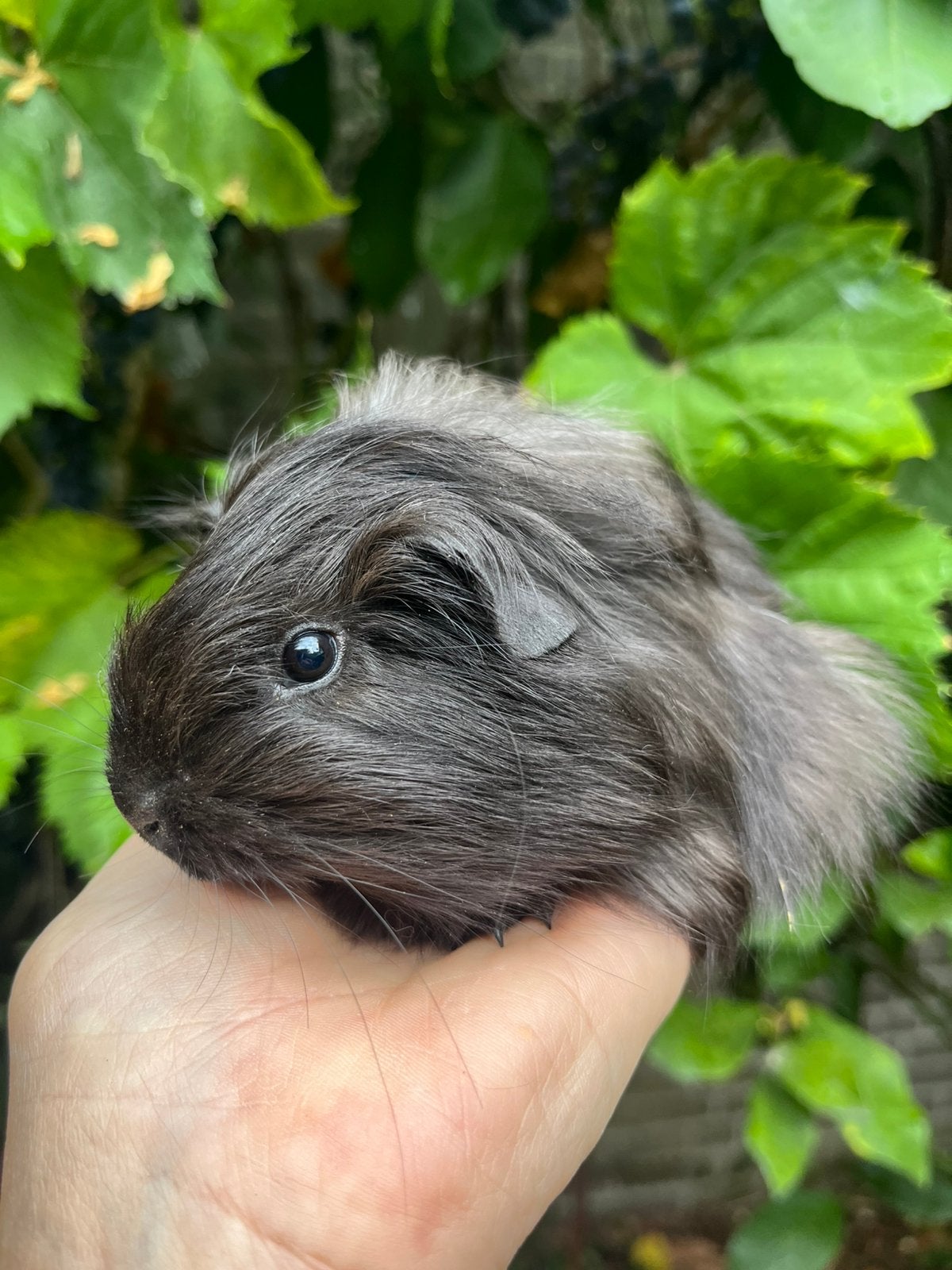 Lief antraciet cavia zeugje, Dieren en Toebehoren, Knaagdieren, Cavia, Juli, Vrouwelijk, Tam