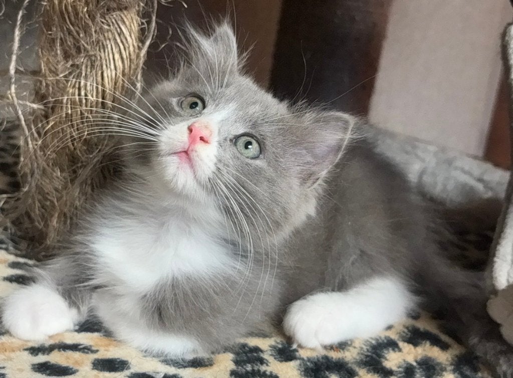 Hele mooie en lieve 100% raszuivere Ragdoll kittens, Meerdere dieren, Ontwormd, 0 tot 2 jaar