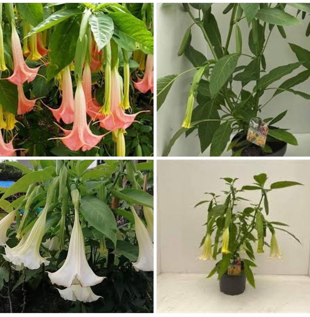 Te koop Brugmansia planten slechts € 12,- (op 1 en 2 mei), Ophalen, Overige soorten, Volle zon